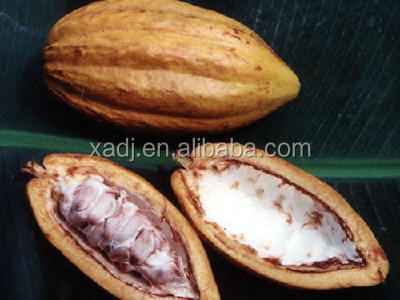 Cocoa extract,cocoa seed extract,cocoa extract powder