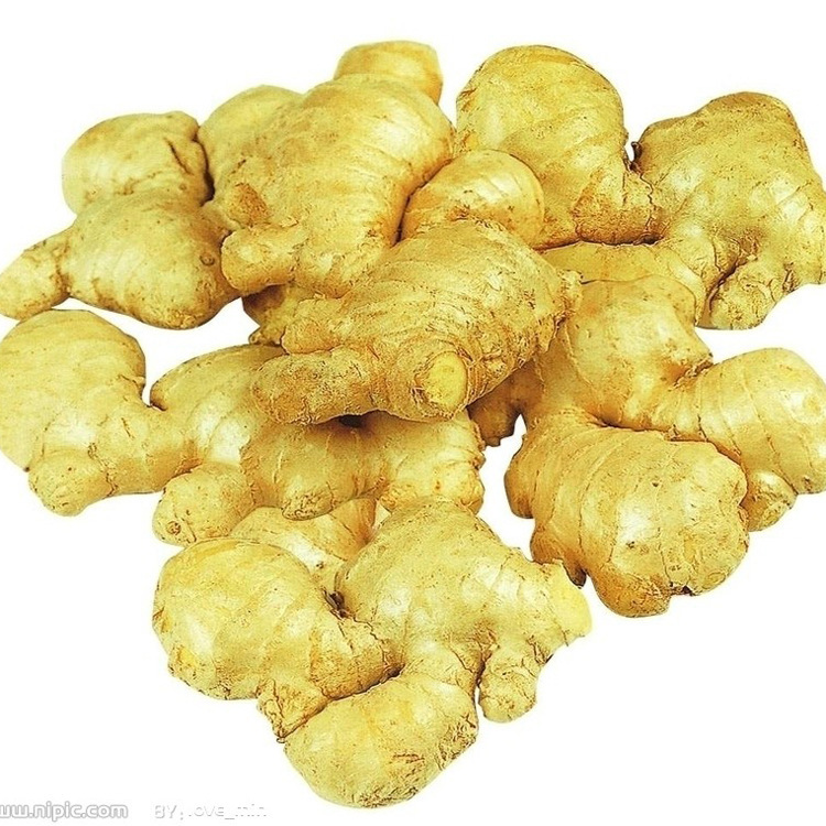 Fresh Ginger factory from China