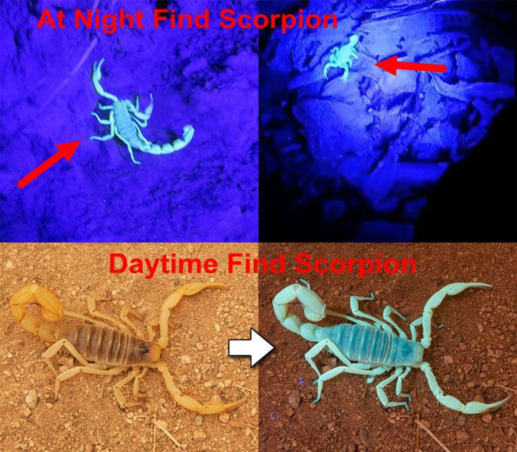 Finder Scorpion.jpg