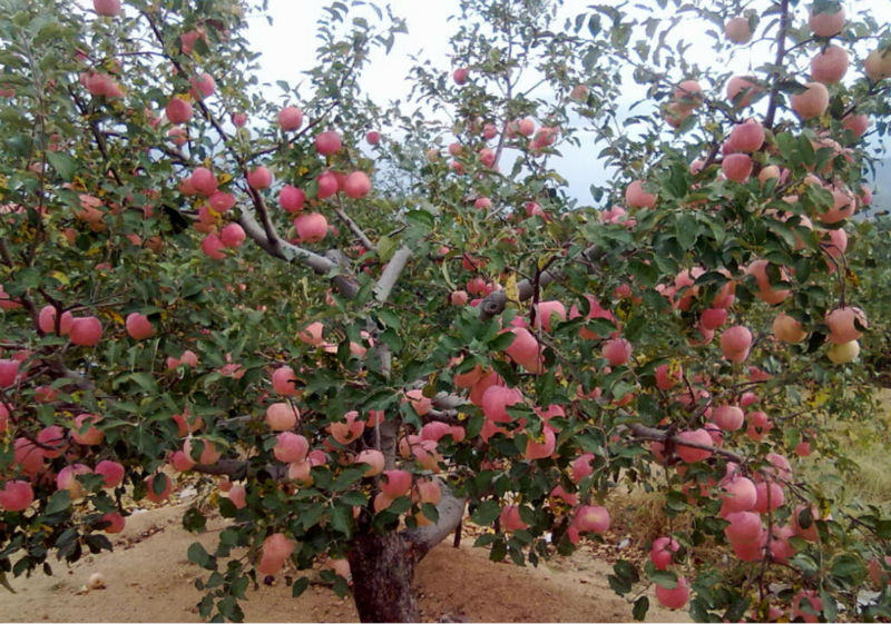 Fresh Red FuJi Apple