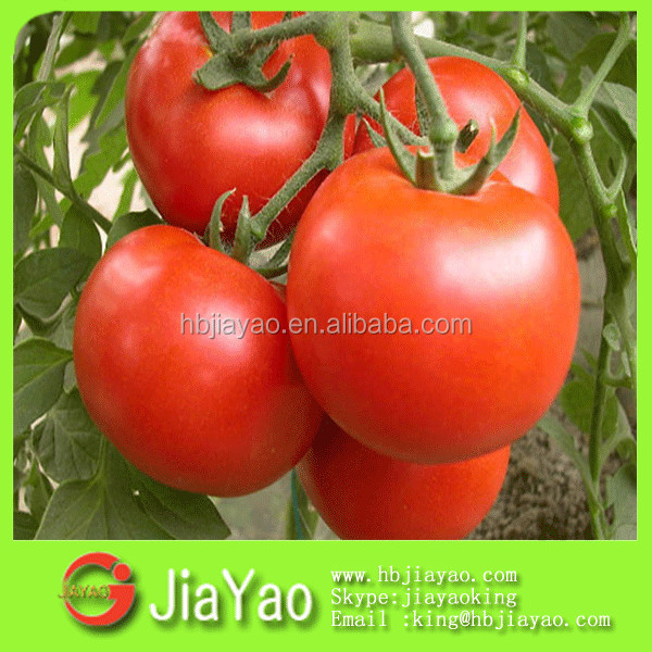 canned tomato paste of brix 28-30% with 70g/198g/400g/800g/2.2kg/3KG/4.5KG