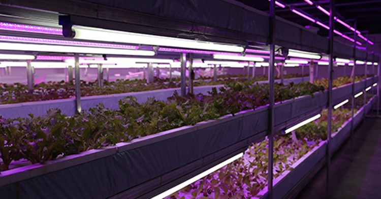 青+赤屋内庭園の植物はライトを育てるt8チューブは光成長仕入れ・メーカー・工場