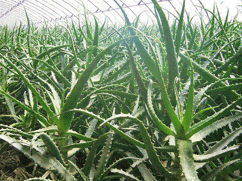 Aloe vera extract Barbaloin antibactericidal
