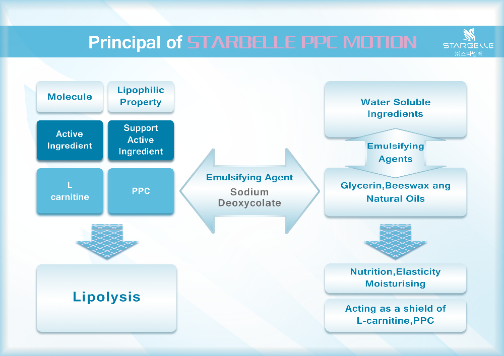 STARBELLE PPC 4.png