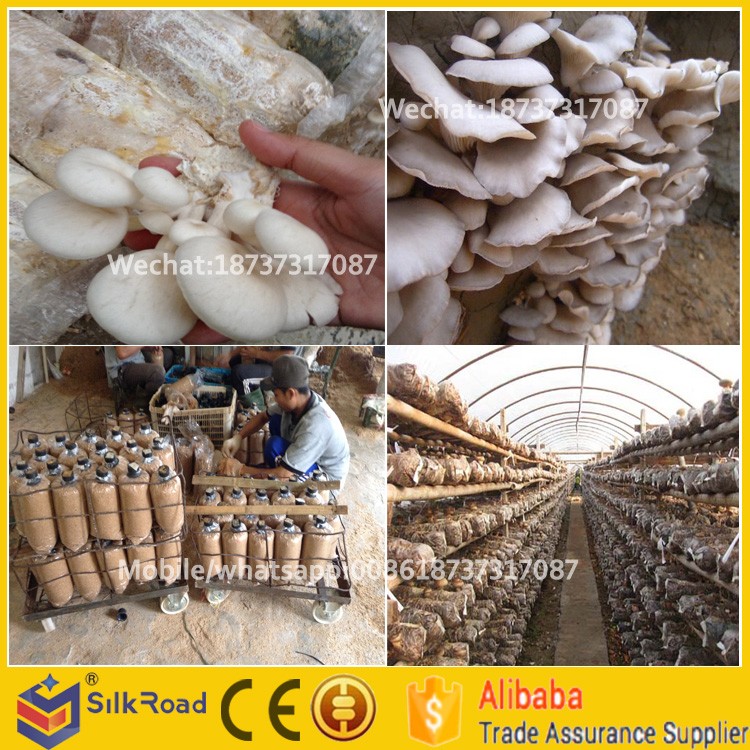 mushromm bagging machine8.jpg