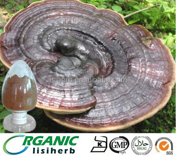 2014 new batch factry supply reishi mushroom extract, reishi extract, reishi