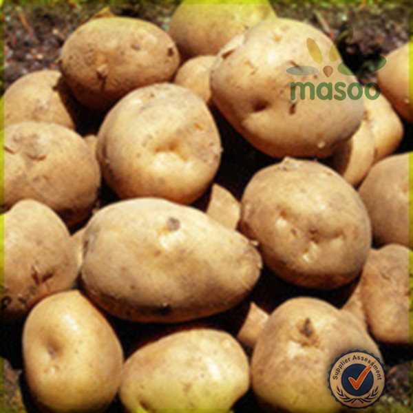 Chinese fresh sweet Holland potato factory and exporter