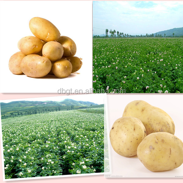 Eat at ease, to buy the rest assured. New fresh potato