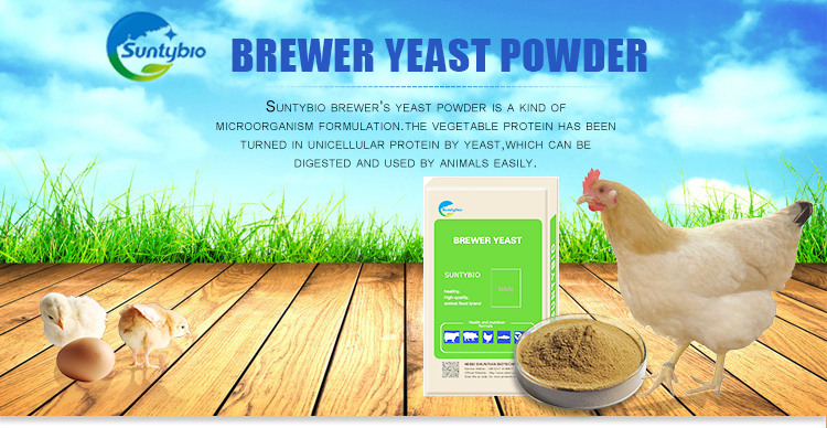 brewer yeast2