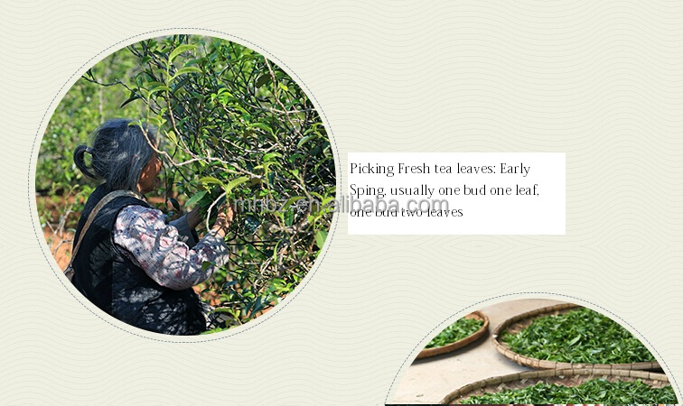New Processing Raw Puerh cake teas