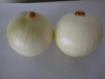 Fresh Yellow Onion in Bulk