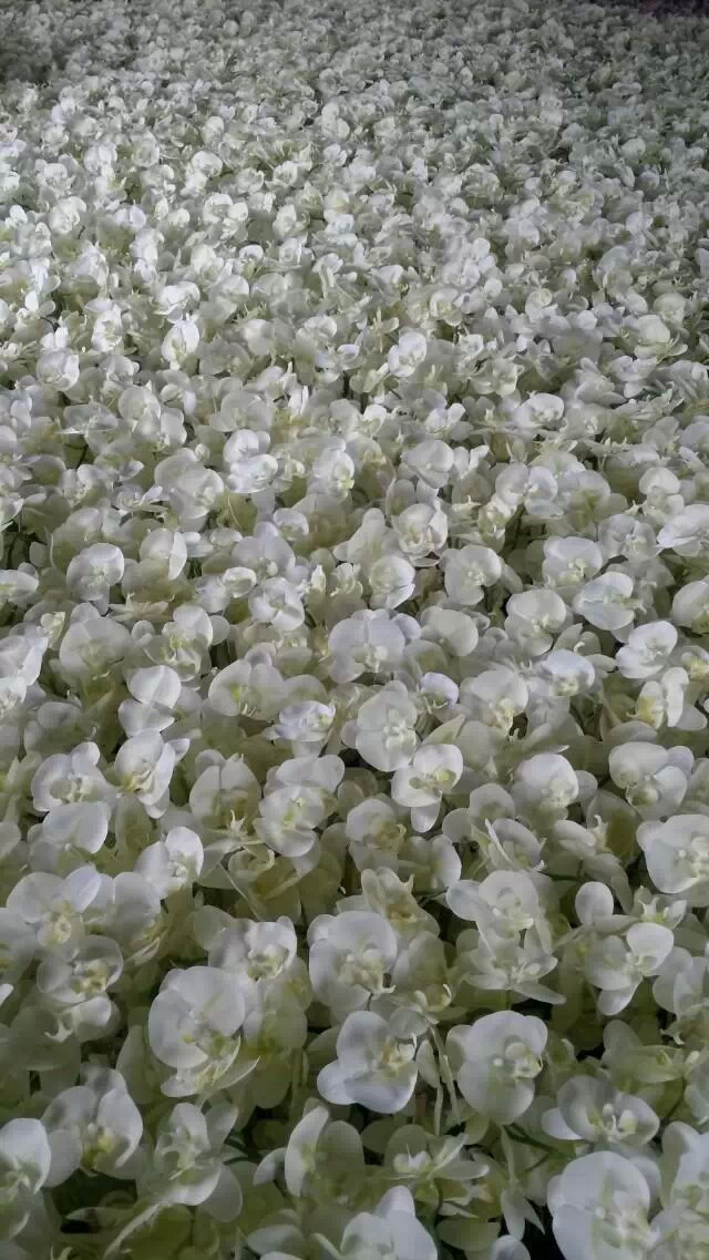 人工蘭の花のホット、 茎32センチメートル2dendrobrumでブラックセラミック鍋問屋・仕入れ・卸・卸売り