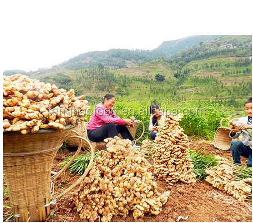 ginger harvest.png