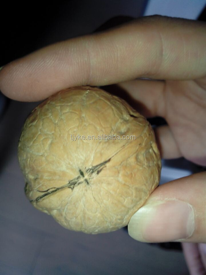walnut in shell YKE-WS2