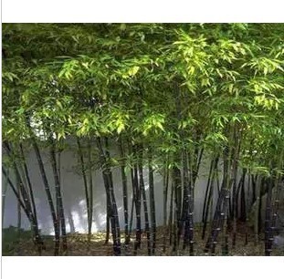 Купить 50 семян/пакет фабрика свежего бамбука семена Дешевые Бонсай в ...