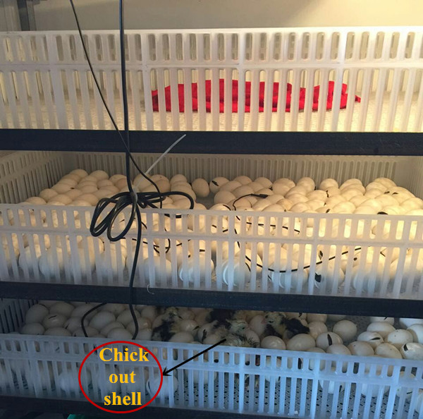 hatching procecss2