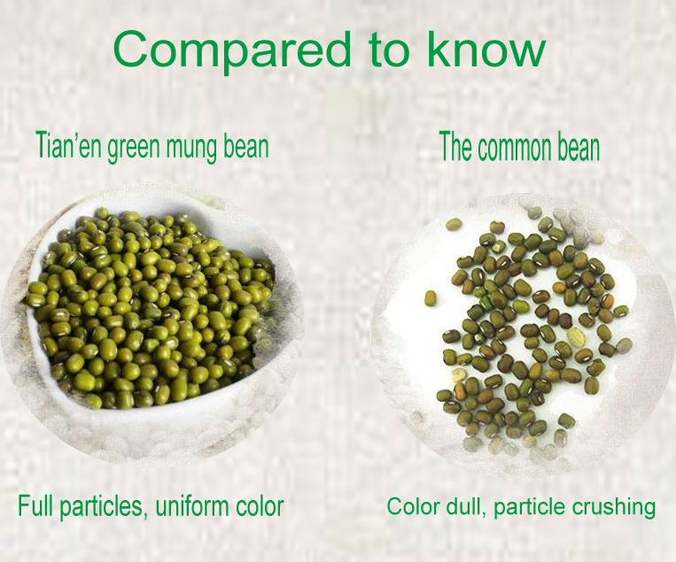 25/50kg Mung bean sprout in pp bags