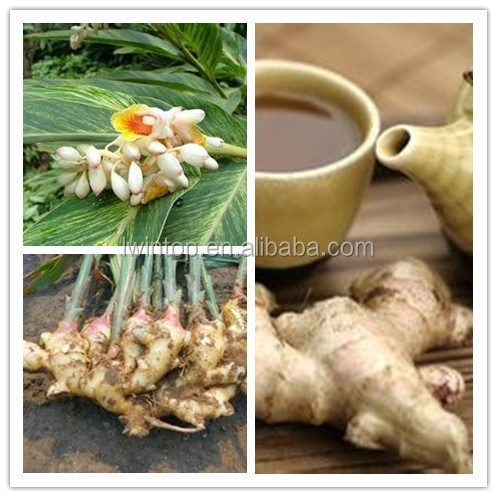 New crop laiwu bulk fresh ginger