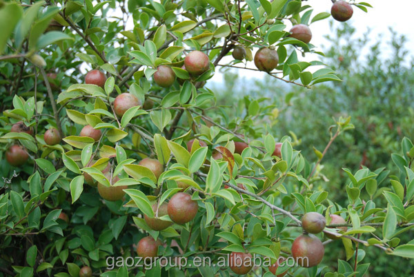 230ml cold pressed camellia seed oil