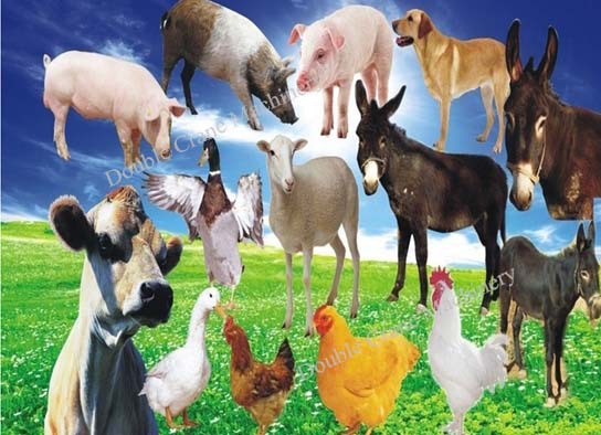 combined animal feed crusher and mixer machine for food animal