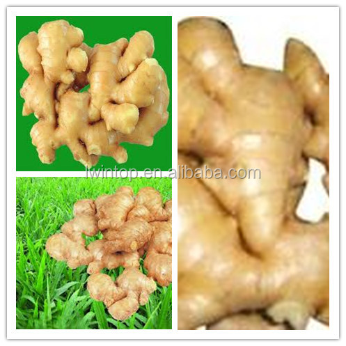 2014 High Quality New Crop Fresh Ginger For UK,CANADA,USA and EU Market