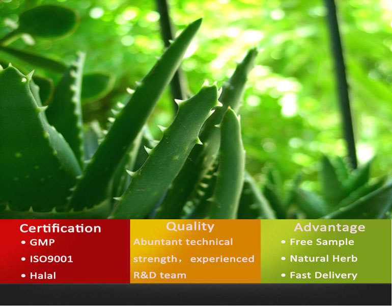 Aloe Vera Extract Raw/Aloe Vera Extract Plant/Top Quality Aloe Vera