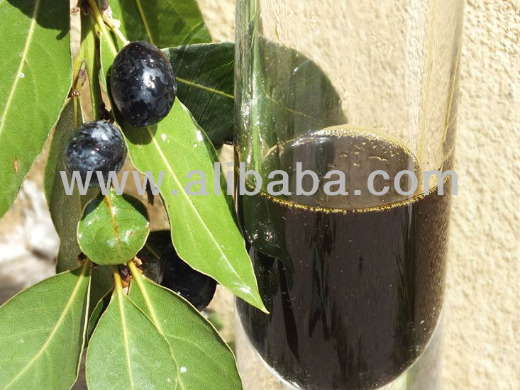 Laurel Berry Oil 100 Pure & Natural Laurel Seed Oil Buy Laurel