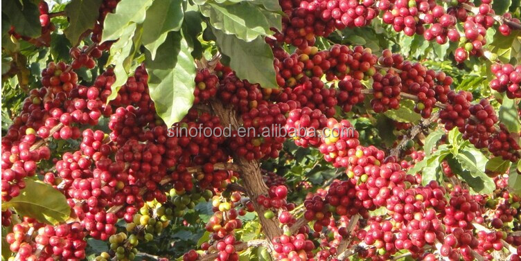 Roasted coffee beans pregiata