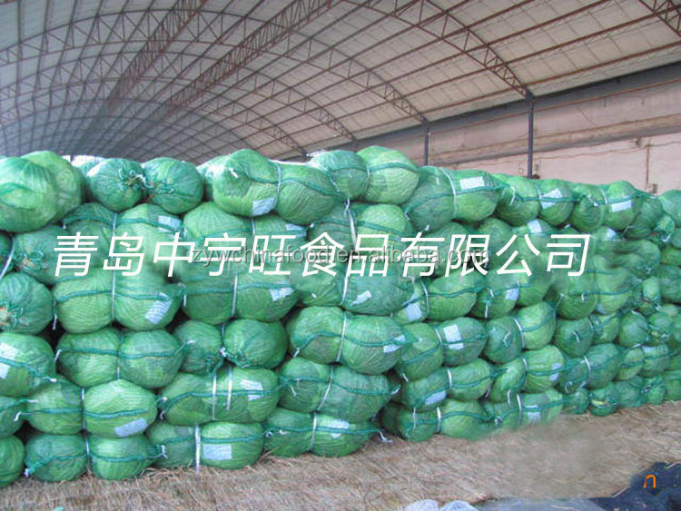 New Crop Chinese Cabbage Fresh Organic Cabbage - Good Supplier