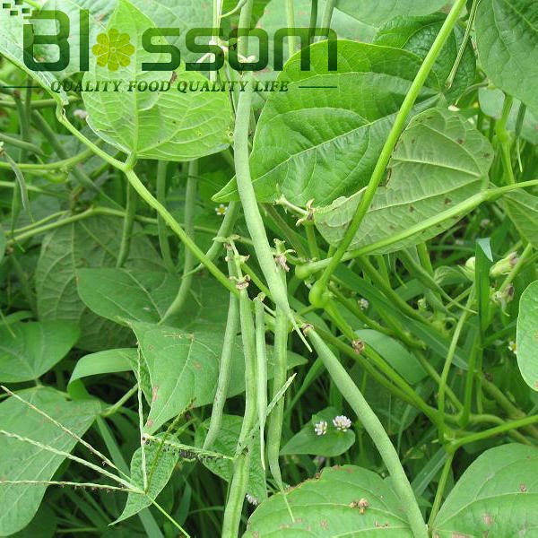 China top quality frozen green bean new crop names all fruit vegetables