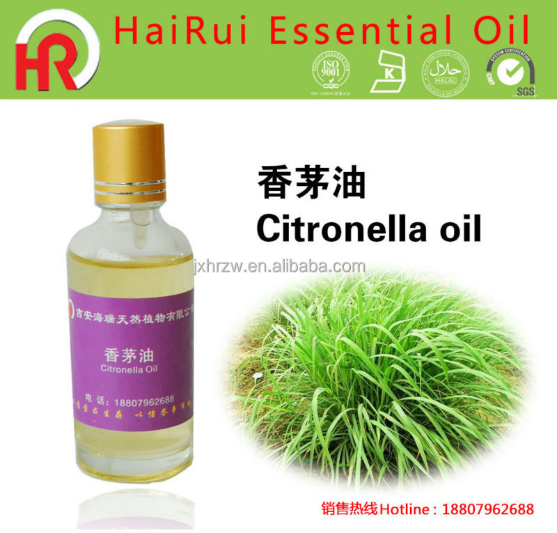 top 28 where can i buy citronella mosquito plant geranium how to care for citronella naf top 28 where can i buy citronella mosquito plant geranium how to care for citronella naf