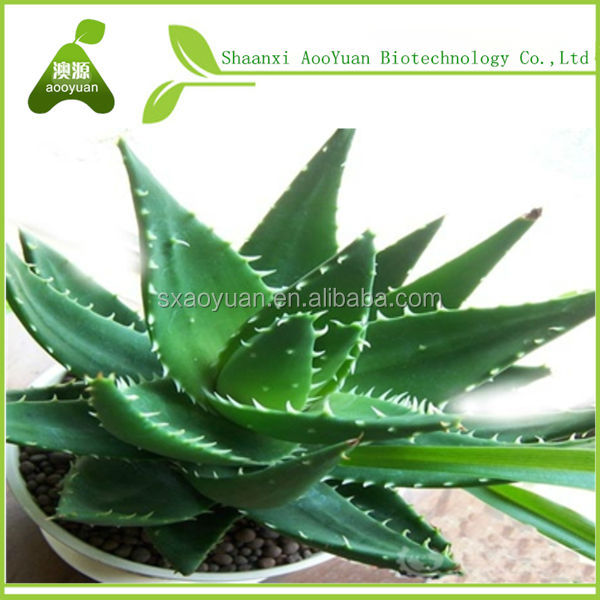 Aloe vera extract, Aloe vera dried powder100:1, 200:1, Aloin 10%, 20%