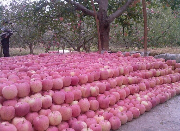 Fresh Red FuJi Apple