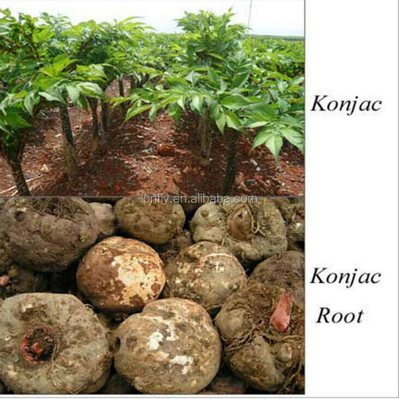 dried Konjac Noodles