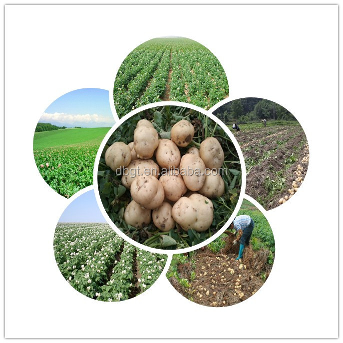 Cheap Potatoes for Processing