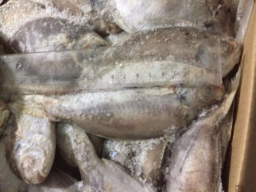frozen butter fish