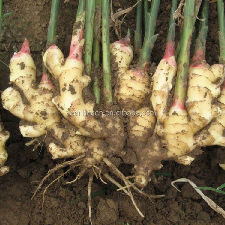 export bulk ginger at good price with best quality