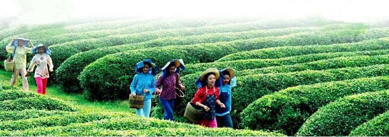 Spring refined flavored famous gunpowder green tea