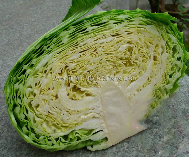 New Crop Chinese Cabbage Fresh Organic Cabbage - Good Supplier