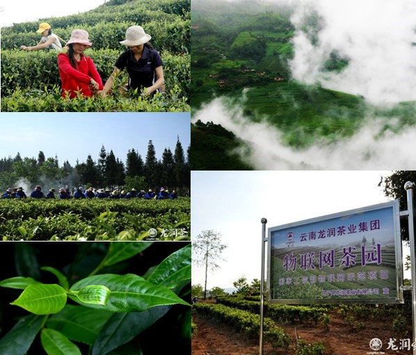 Time hornored Good quality Yunnan Black Tea