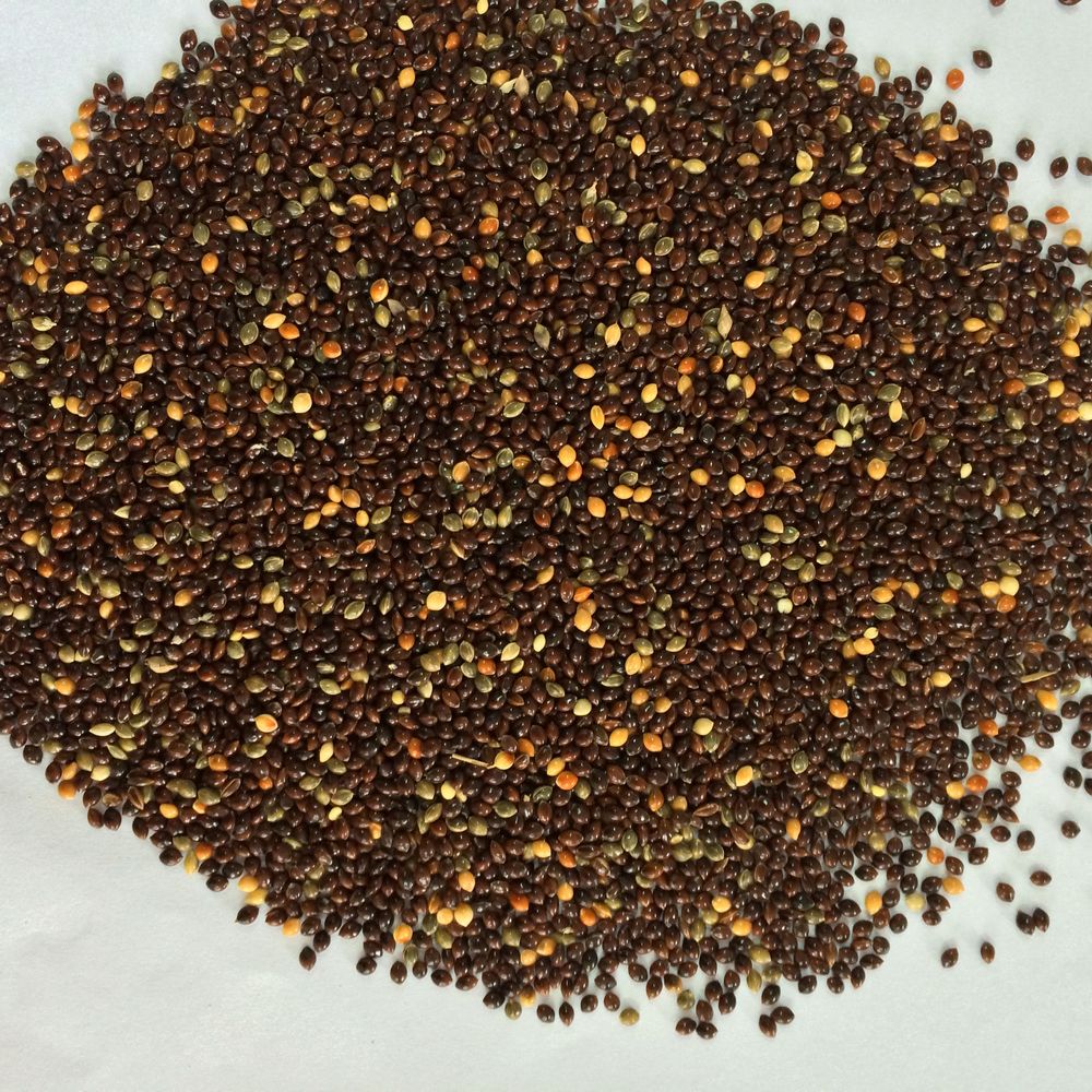 white millet seeds yellow millet seeds green millet red white millet seeds yellow millet seeds green millet red