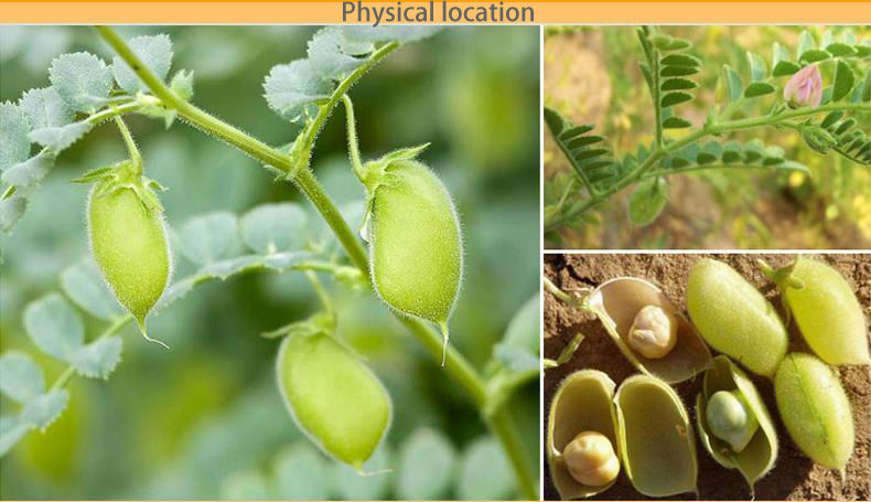 2014 cheap canned chickpeas in canned vegetables
