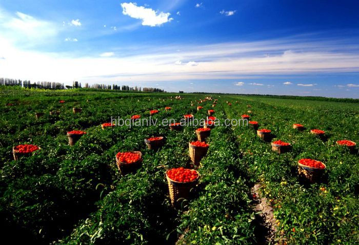 Canned Tomato Paste with brix 28-30%