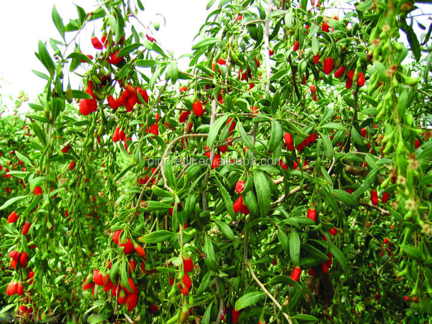 10%-60% Polysaccharides Extract From Natural Goji Berry Extract Powder
