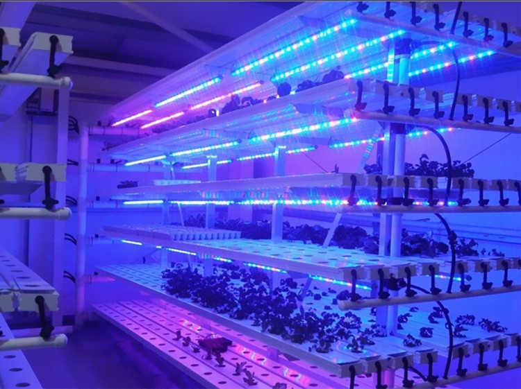 水耕温室フルスペクトラムsmd 5730 led成長ライトストリップ仕入れ・メーカー・工場
