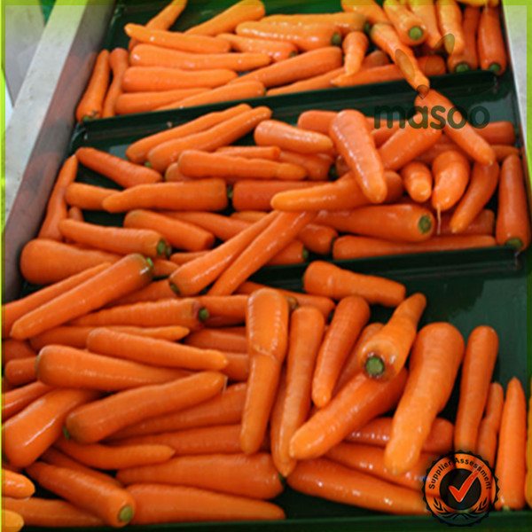 Local fresh plush red carrot /export price for chinese fresh red carrot