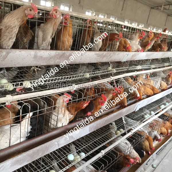Plastic Chicken Coop For Laying Hens - Buy Chicken Coop,Chicken Coop 
