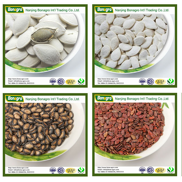 nutritious roasted and salted pumpkin seeds