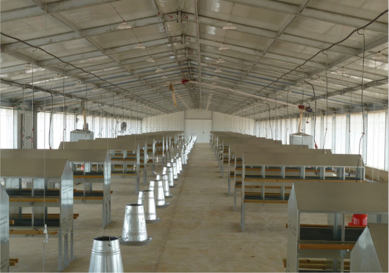 control low cost poultry shed/farm for broiler layer 