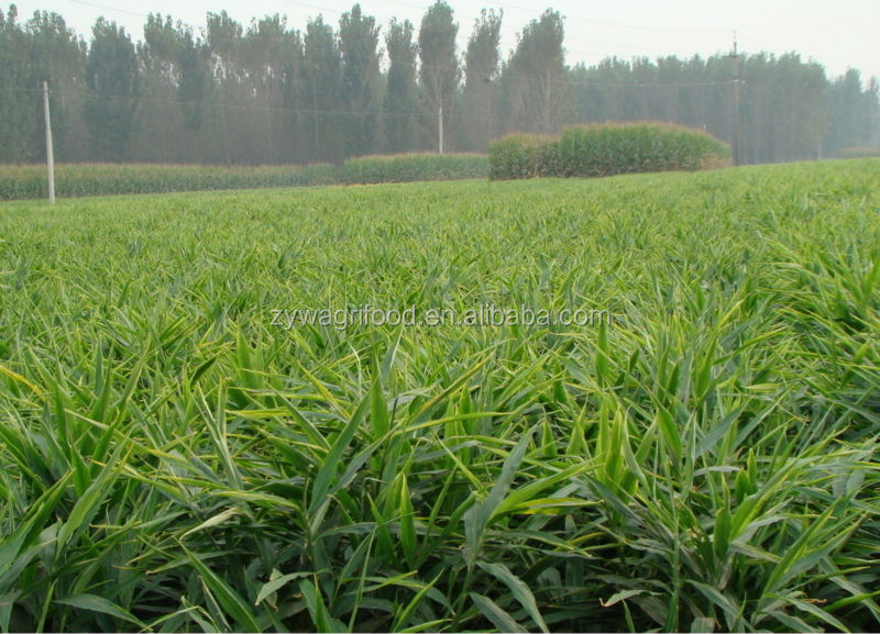 2014 bulk fresh ginger new Corp china supplier